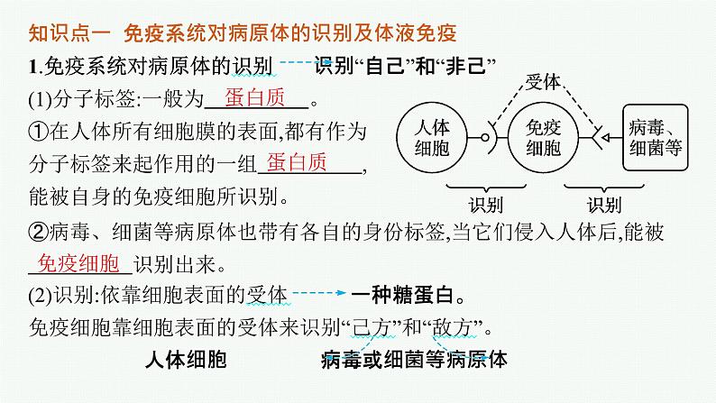 人教版高中生物选择性必修一特异性免疫课件第5页