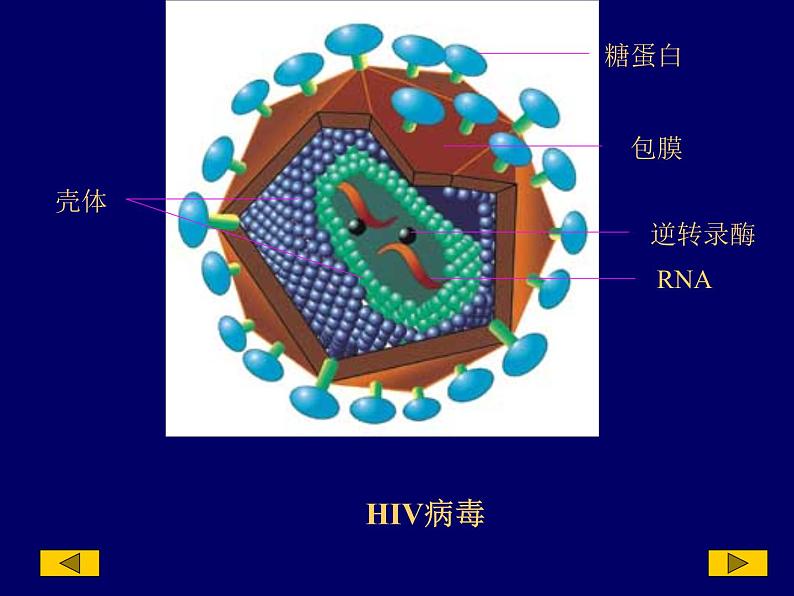 2023届高三一轮复习生物:人教版高中生物:细胞的多样性和统一性 (22)课件第8页