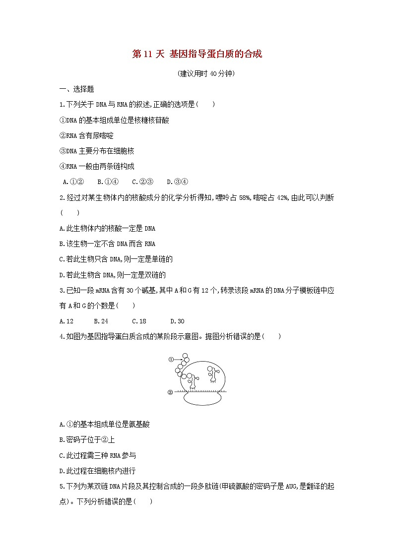 新教材高中生物暑假作业第11天基因指导蛋白质的合成含解析01