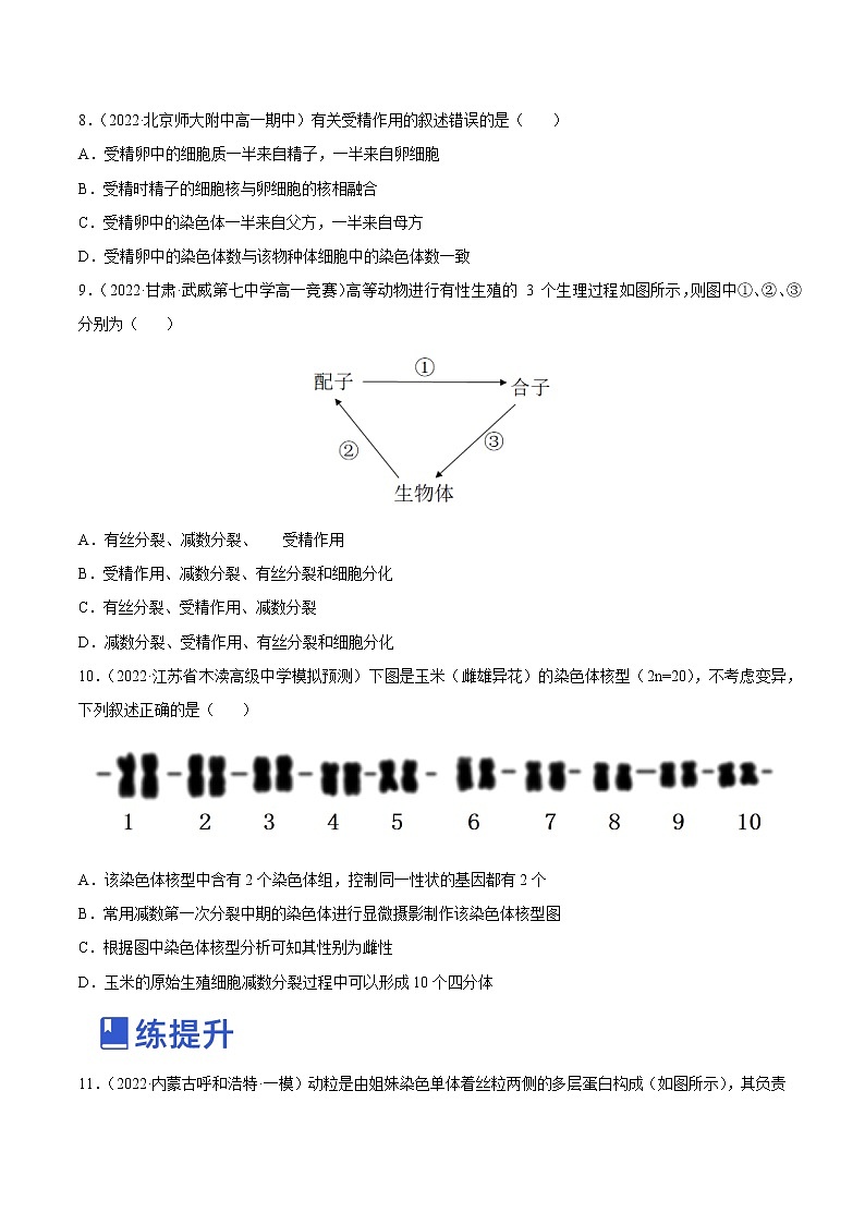 【备战2023高考】生物总复习——专题12《减数分裂和受精作用》练习(新教材新高考)03
