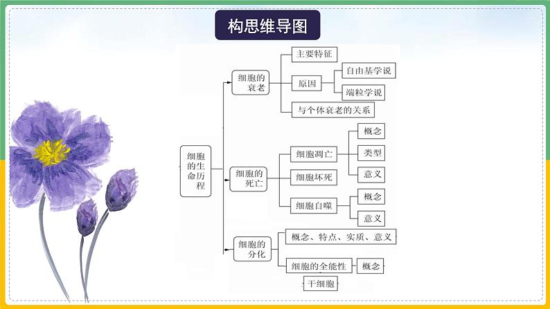 【备战2023高考】生物总复习——专题13《细胞的分化、衰老和死亡》课件(新教材新高考)06