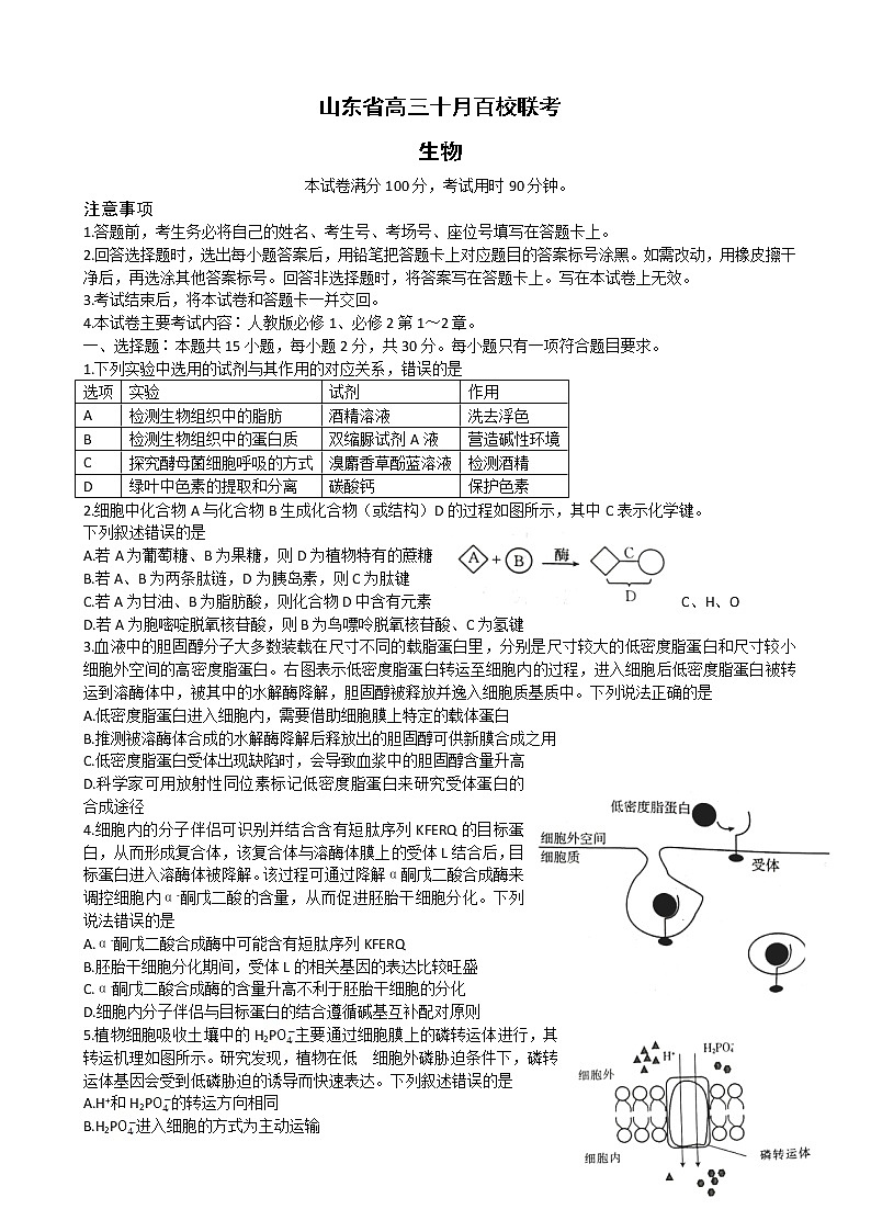 2023届山东省高三上学期10月百校联考生物试题含答案01