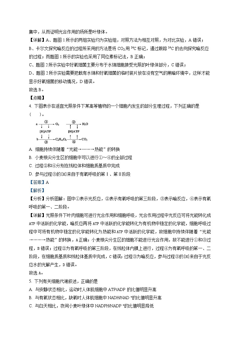 宁夏回族自治区石嘴山市三中2021-2022学年高三上学期第二次月考生物试题含解析第3页
