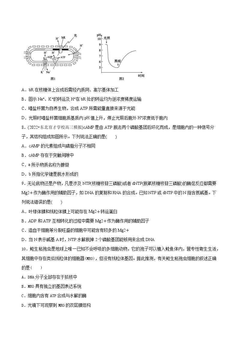 【备战2023高考】生物考点全复习——第12讲《细胞的能量货币ATP》精选题（含解析）（全国通用）03
