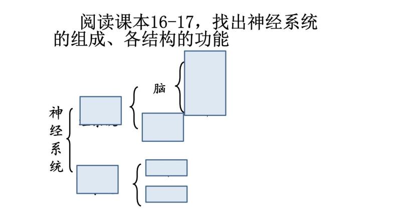 高中生物精品课件 2.1神经调节的结构基础04