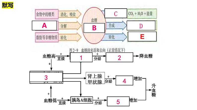 高中生物精品课件 3.2激素调节的过程(第2课时)第1页