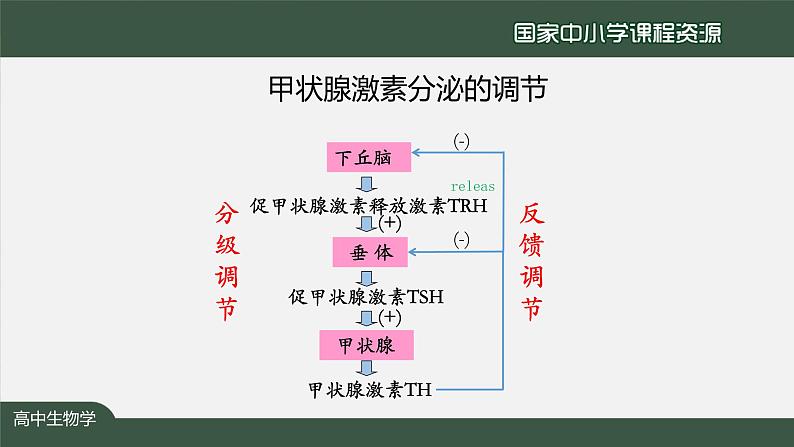 高中生物精品课件 3.2激素调节的过程(第2课时)第6页