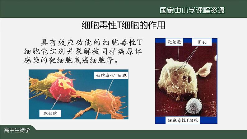 高中生物精品课件 4.2特异性免疫(第2课时)第3页