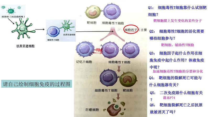 高中生物精品课件 4.2特异性免疫(第2课时)第4页