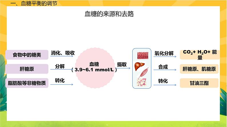 3.2 激素调节的过程(课件PPT)03