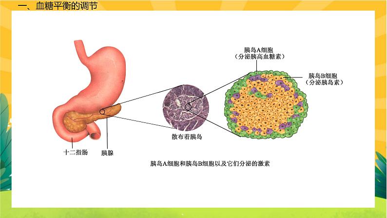 3.2 激素调节的过程(课件PPT)05