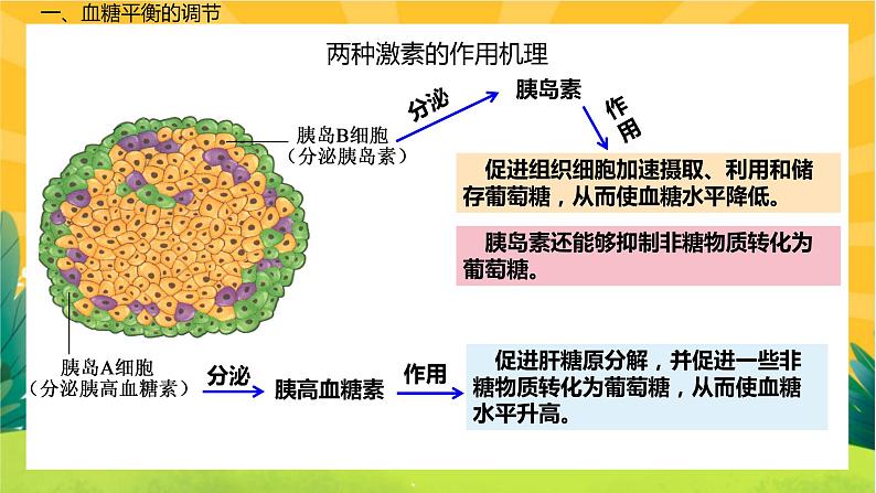 3.2 激素调节的过程(课件PPT)06