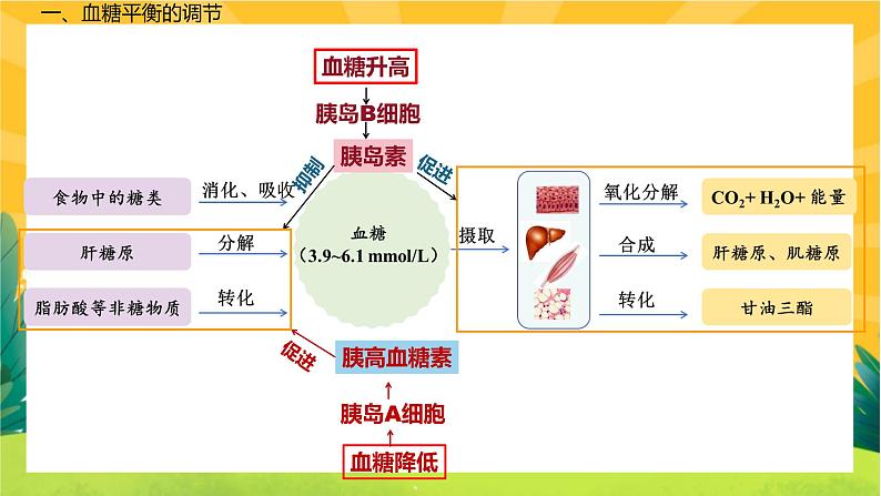 3.2 激素调节的过程(课件PPT)08
