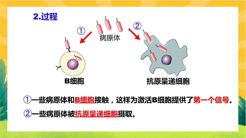 4.2 特异性免疫(课件PPT)第8页