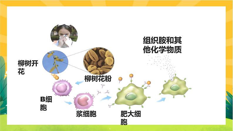 4.3免疫失调(课件PPT)第8页