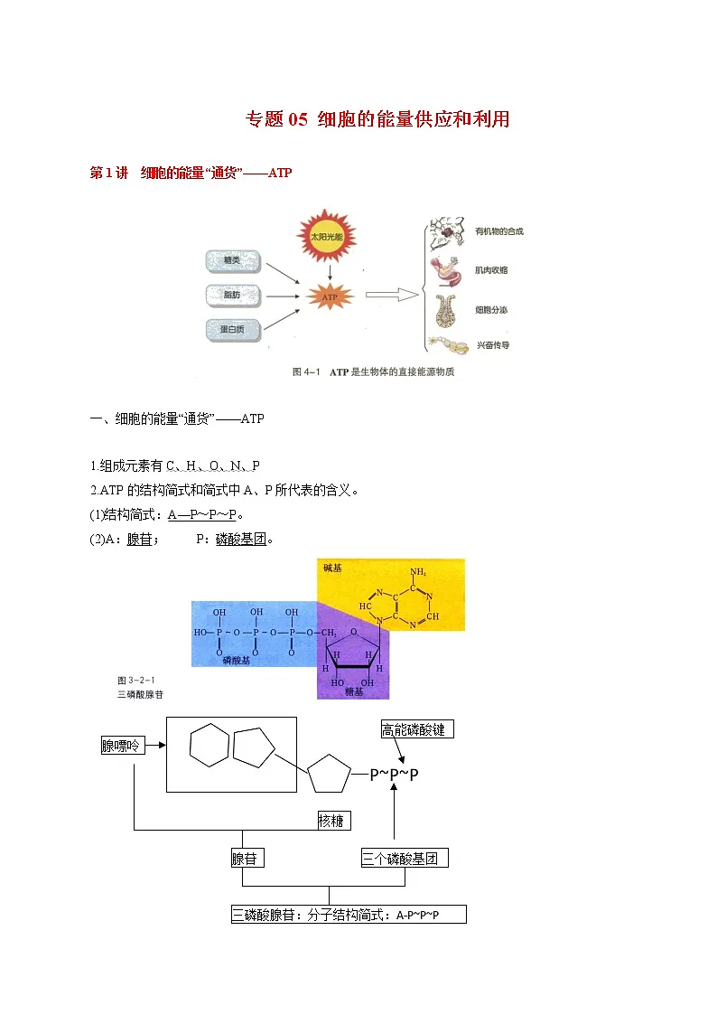 高中生物专题05 细胞的能量供应和利用-2021年高考生物一轮复习知识点梳理与归纳第1页
