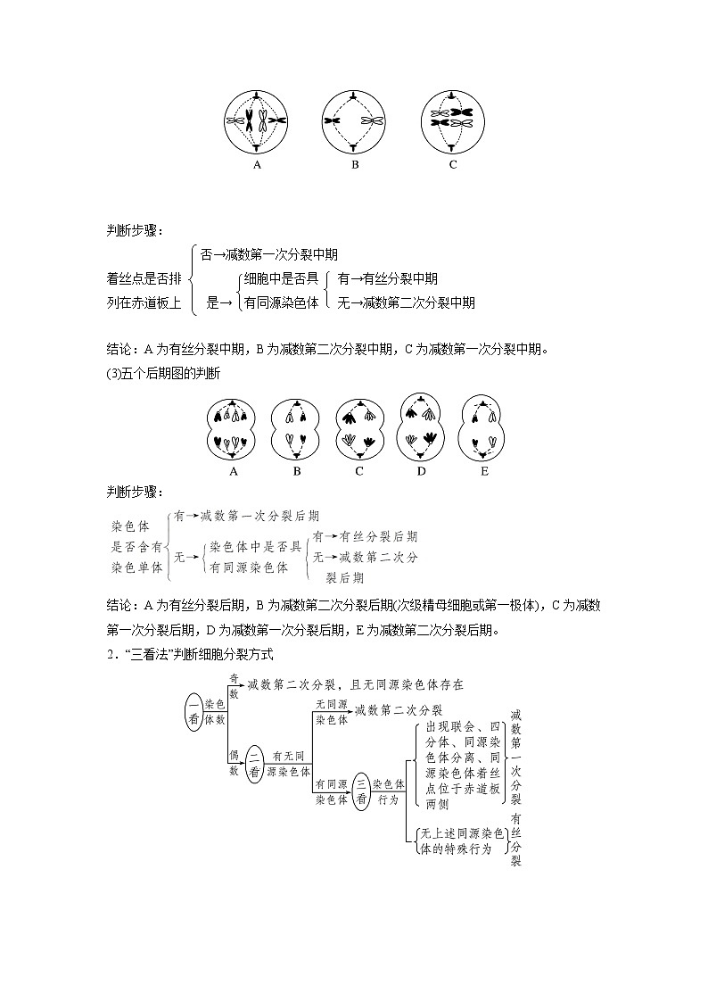 高中生物专题03 细胞分裂与变异的分析(无答案)第2页