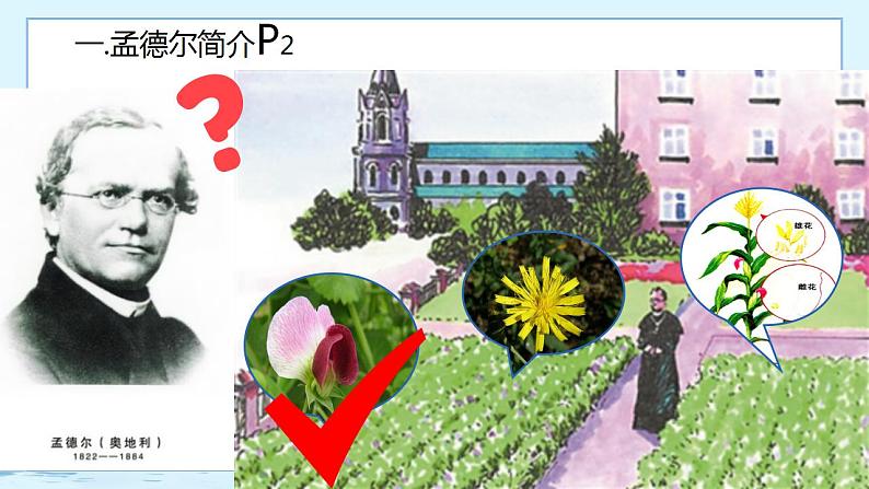 1.1 孟德尔的豌豆杂交实验(一)-高中生物 课件+练习(人教版2019 必修2)04
