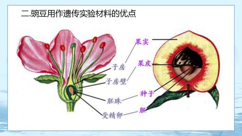 1.1 孟德尔的豌豆杂交实验(一)-高中生物 课件+练习(人教版2019 必修2)08