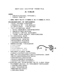 河南省洛阳市2022-2023学年高二生物上学期期中考试试题（Word版附答案）