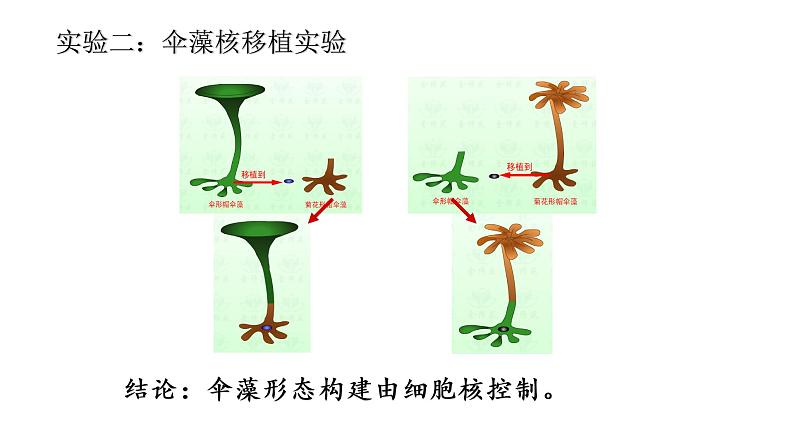 49细胞核的结构和功能课件第7页