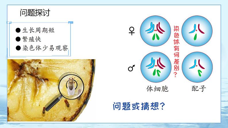 2.1 减数分裂和受精作用(第1课时)第2页