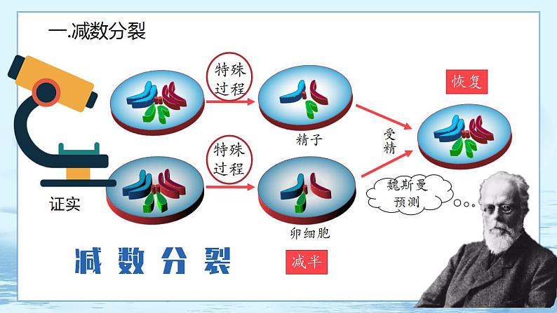 2.1 减数分裂和受精作用(第1课时)第3页