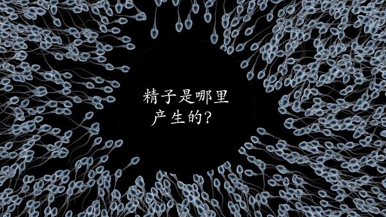 2.1 减数分裂和受精作用(第1课时)第4页