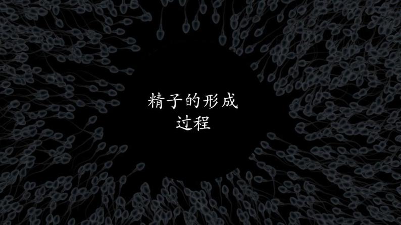 2.1 减数分裂和受精作用-高中生物 课件+练习（人教版2019 必修2）02