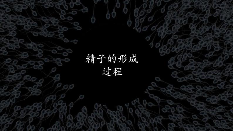 2.1 减数分裂和受精作用(第2课时)第2页