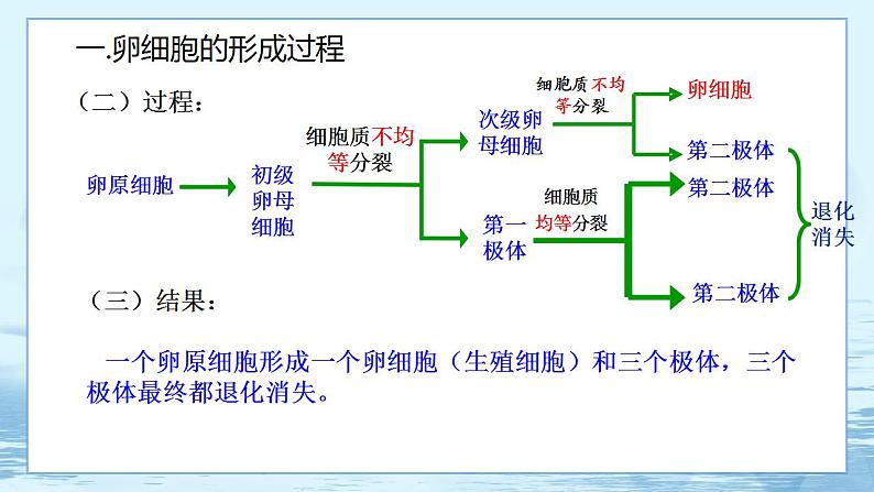 2.1 减数分裂和受精作用(第2课时)第7页