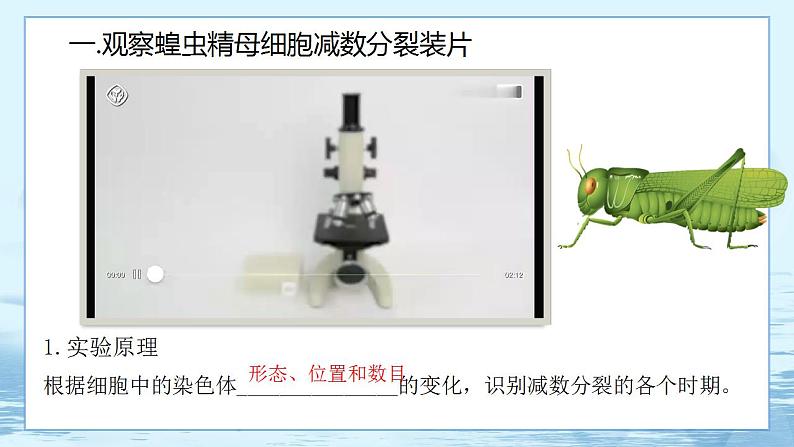2.1 减数分裂和受精作用(第3课时)第2页