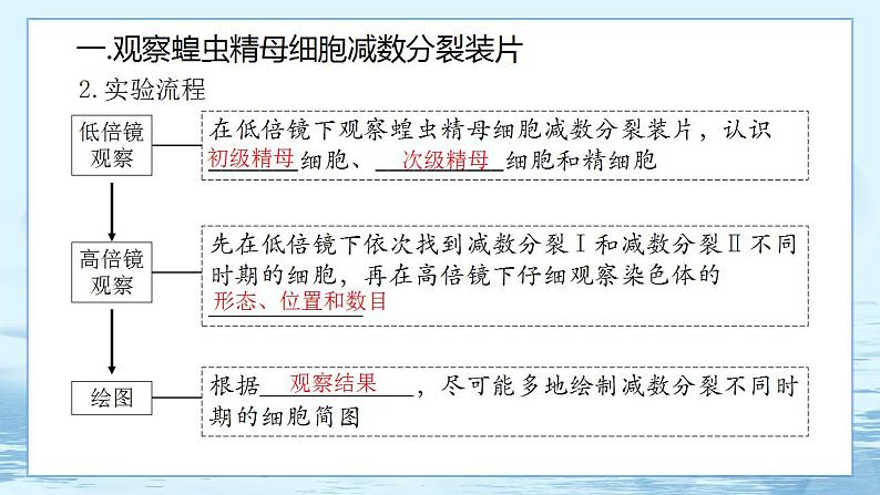 2.1 减数分裂和受精作用(第3课时)第3页