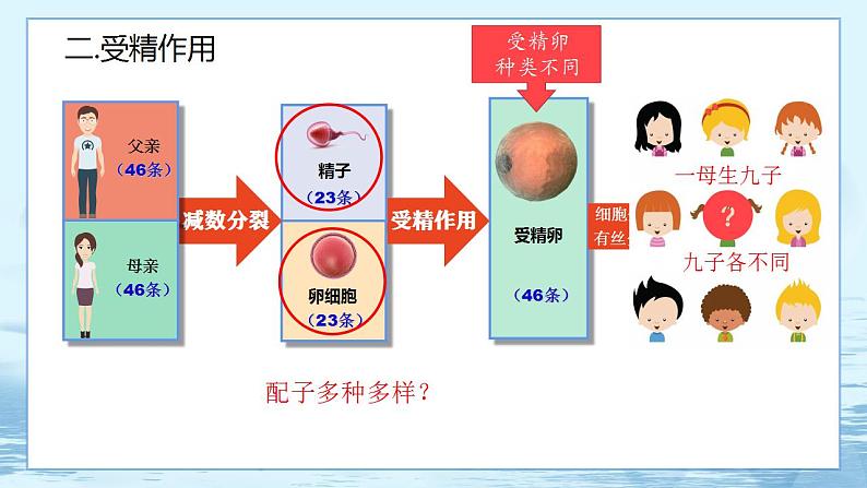 2.1 减数分裂和受精作用(第3课时)第5页
