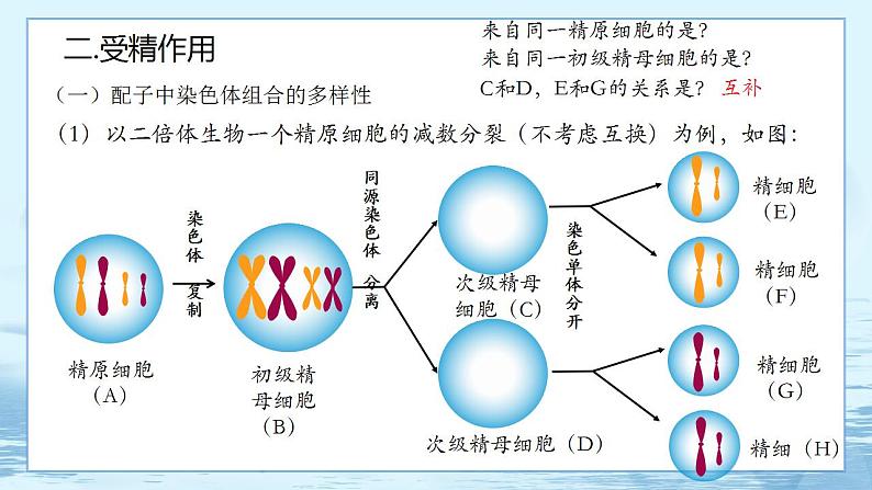 2.1 减数分裂和受精作用(第3课时)第6页