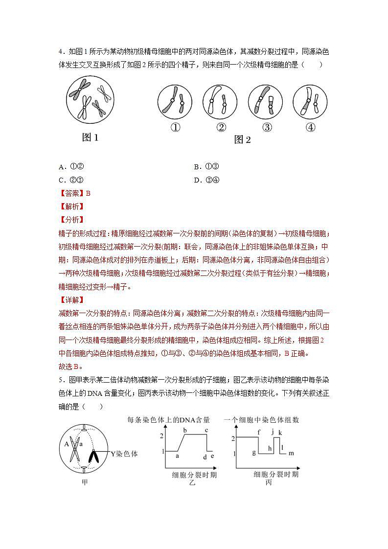 2.1 减数分裂和受精作用-(练习)第3页