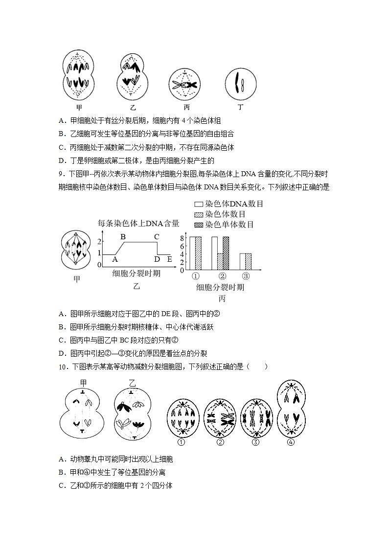 2.1 减数分裂和受精作用-(练习)(含答案解析)第3页
