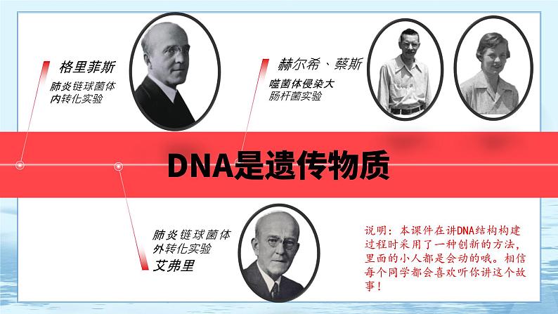 3.2 DNA的结构第2页