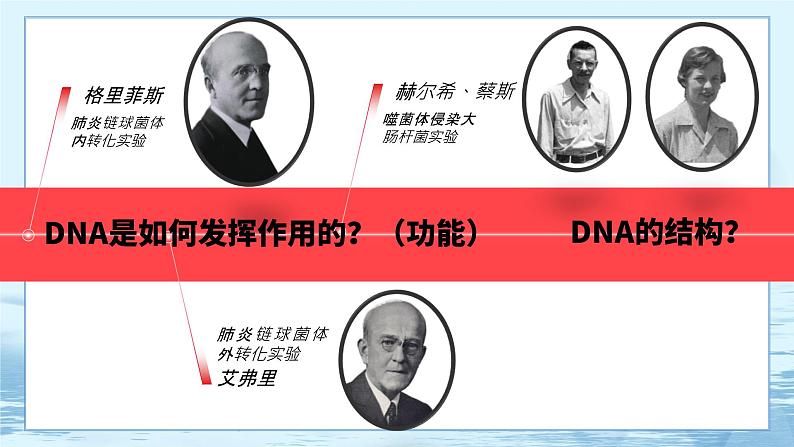 3.2 DNA的结构第3页