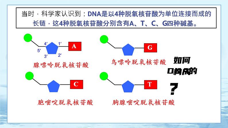 3.2 DNA的结构第6页