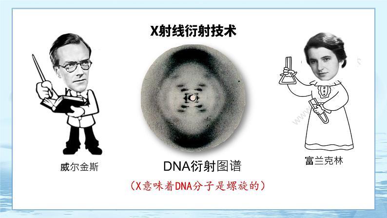3.2 DNA的结构第7页