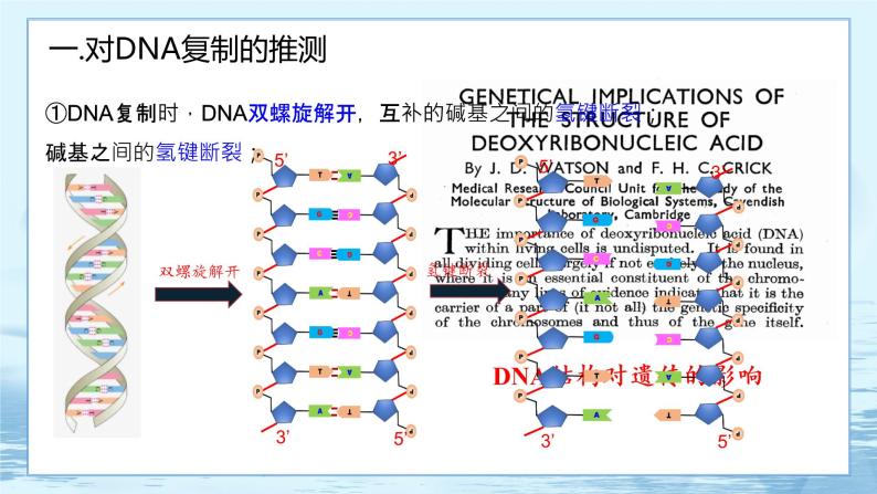 3.3 DNA的复制-高中生物 课件+练习（人教版2019 必修2）03