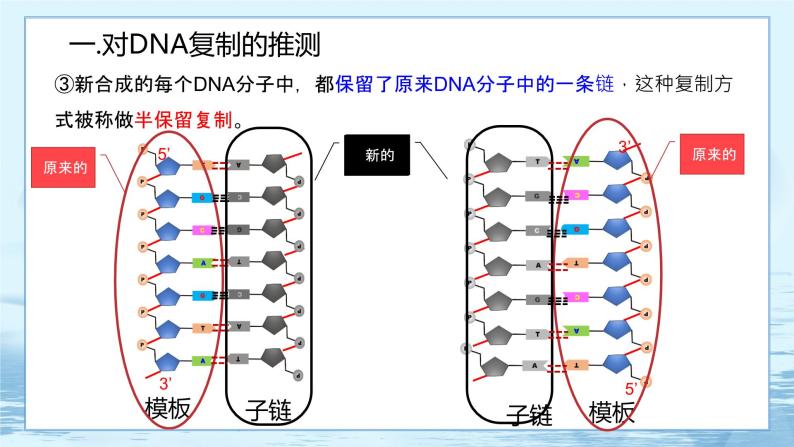 3.3 DNA的复制-高中生物 课件+练习（人教版2019 必修2）05