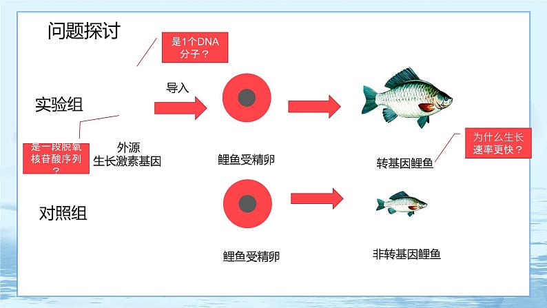 3.4 基因通常是有遗传效应的DNA片段-高中生物 课件+练习(人教版2019 必修2)02