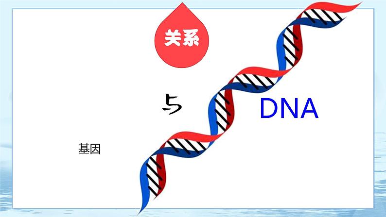 3.4 基因通常是有遗传效应的DNA片段-高中生物 课件+练习(人教版2019 必修2)03