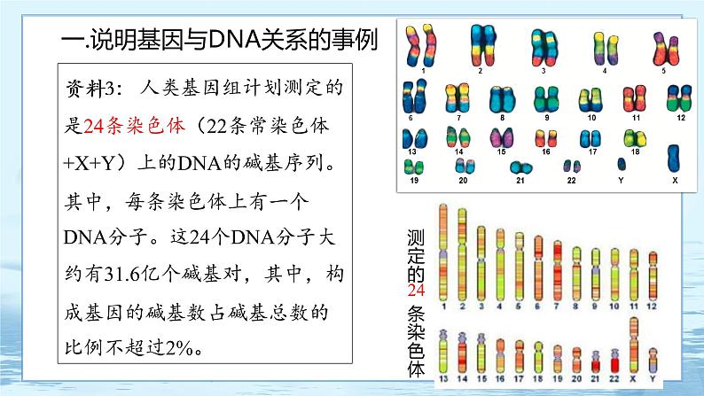 3.4 基因通常是有遗传效应的DNA片段-高中生物 课件+练习(人教版2019 必修2)06