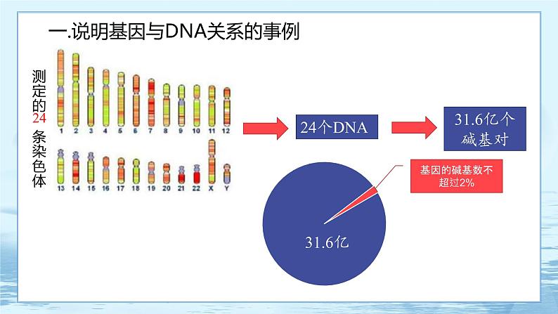 3.4 基因通常是有遗传效应的DNA片段-高中生物 课件+练习(人教版2019 必修2)08