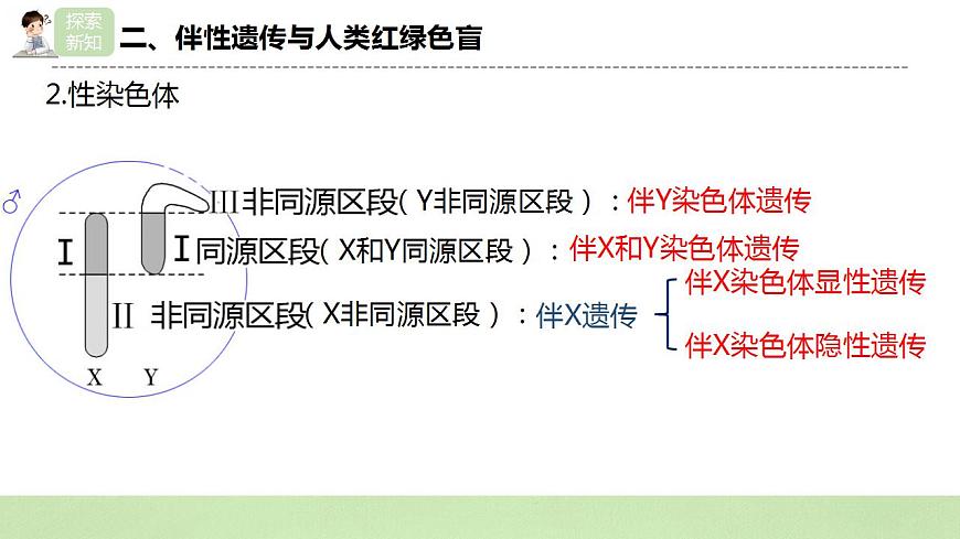 2019人教版高中生物必修二2.3《伴性遺傳》課件第6頁