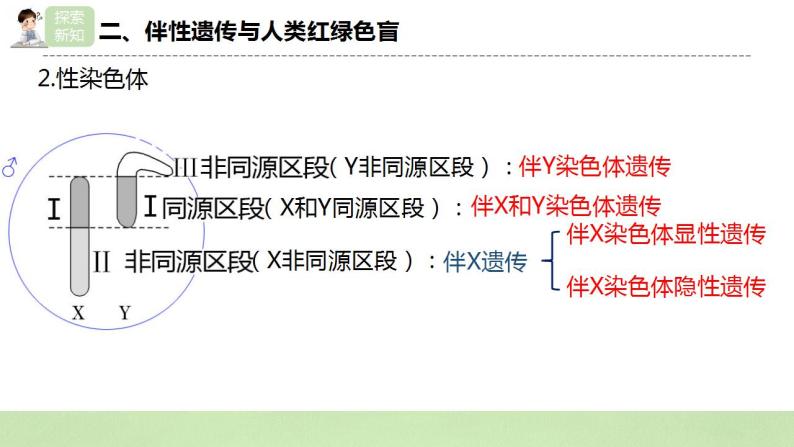 【核心素养】人教版高中生物必修二2.3《伴性遗传》课件PPT+教案+练习06