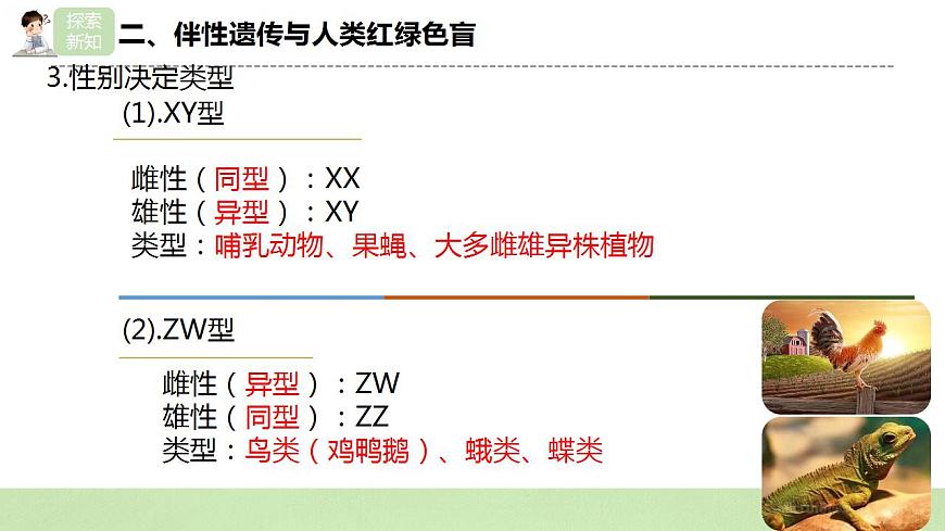 2019人教版高中生物必修二2.3《伴性遺傳》課件第7頁